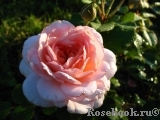 A Shropshire Lad