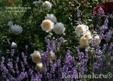 Crocus Rose® 