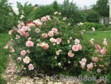 Abraham Darby