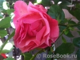 Queen Elizabeth Rose, Cl., The