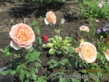 Abraham Darby