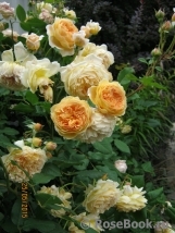 Crown Princess Margareta®