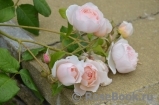 The Wedgwood Rose