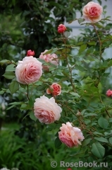 A Shropshire Lad