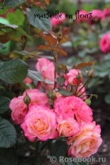 Marseille en Fleurs