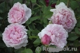 Cottage Rose 