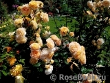 Crown Princess Margareta®