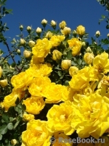 Persian Yellow