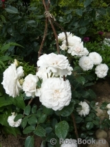 Great North Eastern Rose 