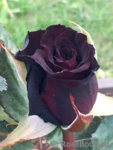 Black Baccara