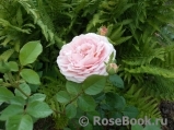 Abraham Darby