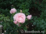 Hans Gonewein Rose 