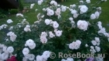 Aspirin Rose