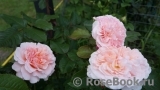 Rose de Tolbiac ®