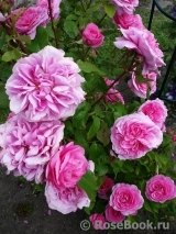 Gertrude Jekyll