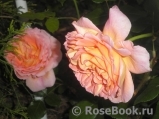 Abraham Darby