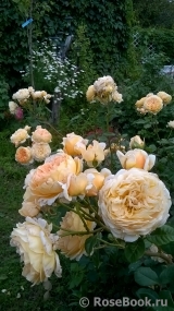 Crown Princess Margareta®