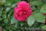 Ivor's Rose