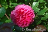 Ivor's Rose