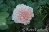 Rose de Tolbiac ®