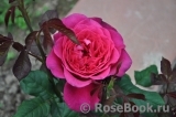 Johann Wolfgang von Goethe Rose®