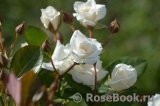 White Bouquet