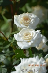 White Bouquet