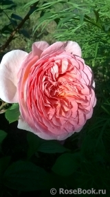 Abraham Darby