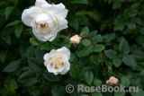 Crocus Rose® 