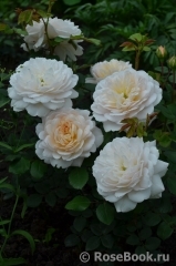 Crocus Rose® 