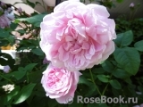 Cottage Rose 