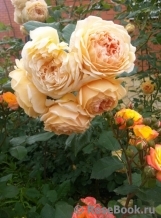 Crown Princess Margareta®