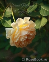 Crown Princess Margareta®