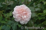 Rose de Tolbiac ®