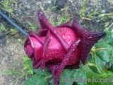 Black Baccara