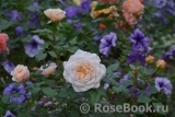 Crocus Rose® 