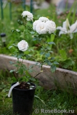 Great North Eastern Rose 