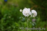 Great North Eastern Rose 