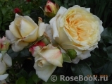 Hermann-Hesse-Rose ®