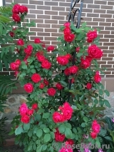 Paul's Scarlet Climber 