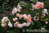 Abraham Darby