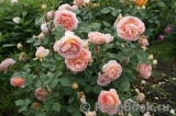 Abraham Darby