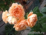 Crown Princess Margareta®