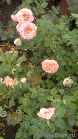 Abraham Darby