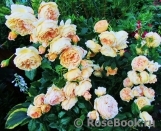 Crown Princess Margareta®