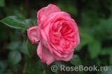 La Rose de Molinard ®