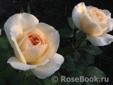 Crocus Rose® 