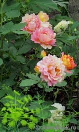 Rose des Cisterciens 