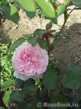 The Wedgwood Rose