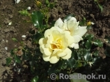 Sunny Rose